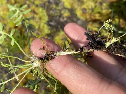 Image of curvepod yellowcress