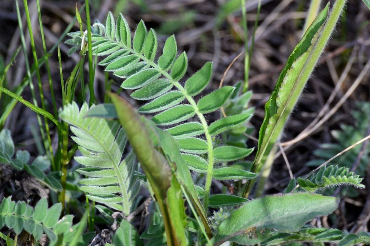 Image de Oxytropis campanulata Vassilcz.