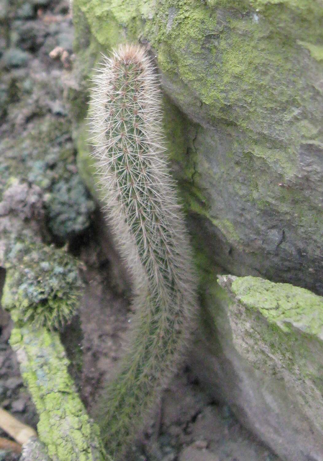 صورة Corryocactus apiciflorus (Vaupel) Hutchison