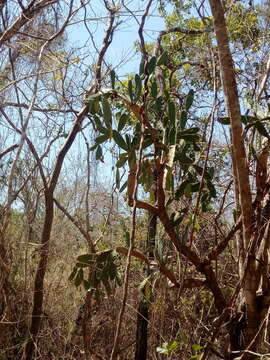 Image of <i>Opuntia karwinskiana</i>