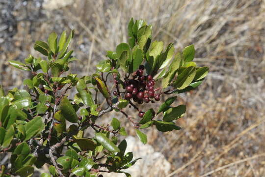 Imagem de Endotropis crocea subsp. pirifolia (Greene) Hauenschild