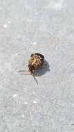 Image of Bean seed beetle