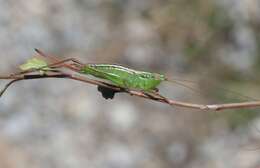 Image of Conocephalus (Anisoptera) bilineatus (Erichson 1842)