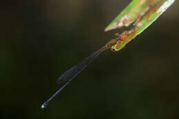 Image of Nesobasis rufostigma Donnelly 1990