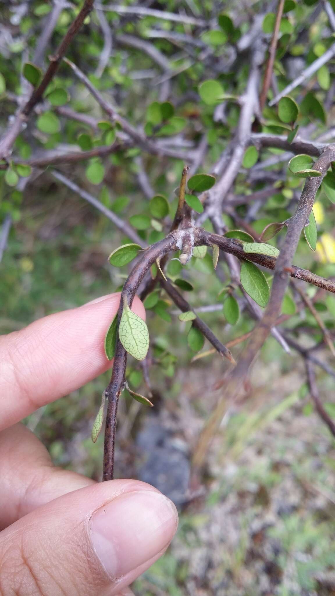 Image of Aristotelia fruticosa Hook. fil.