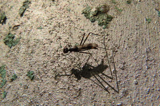 Image of Rainieria calceata (Fallen 1820)