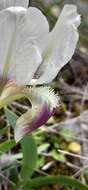 Image of Iris pumila subsp. attica (Boiss. & Heldr.) K. Richt.