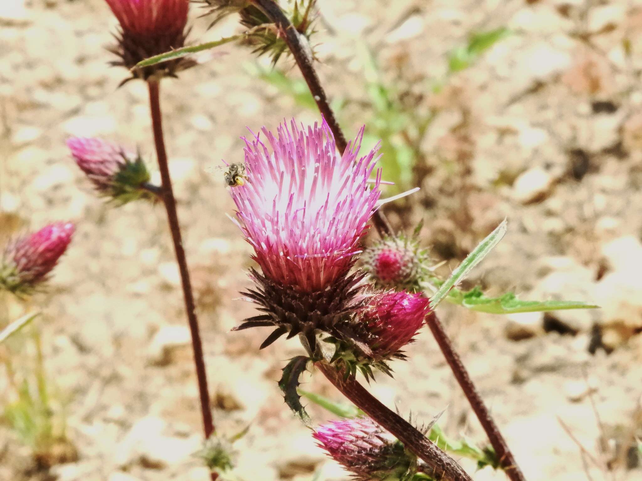 Imagem de Cirsium andersonii (A. Gray) Petr.