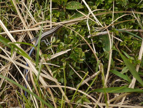 Image of Shanghai Elegant Skink