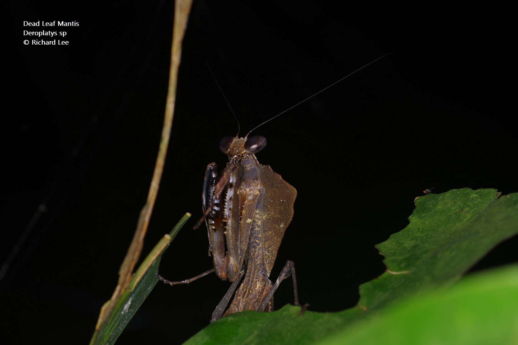 Image of Deroplatys desiccata Westwood 1839