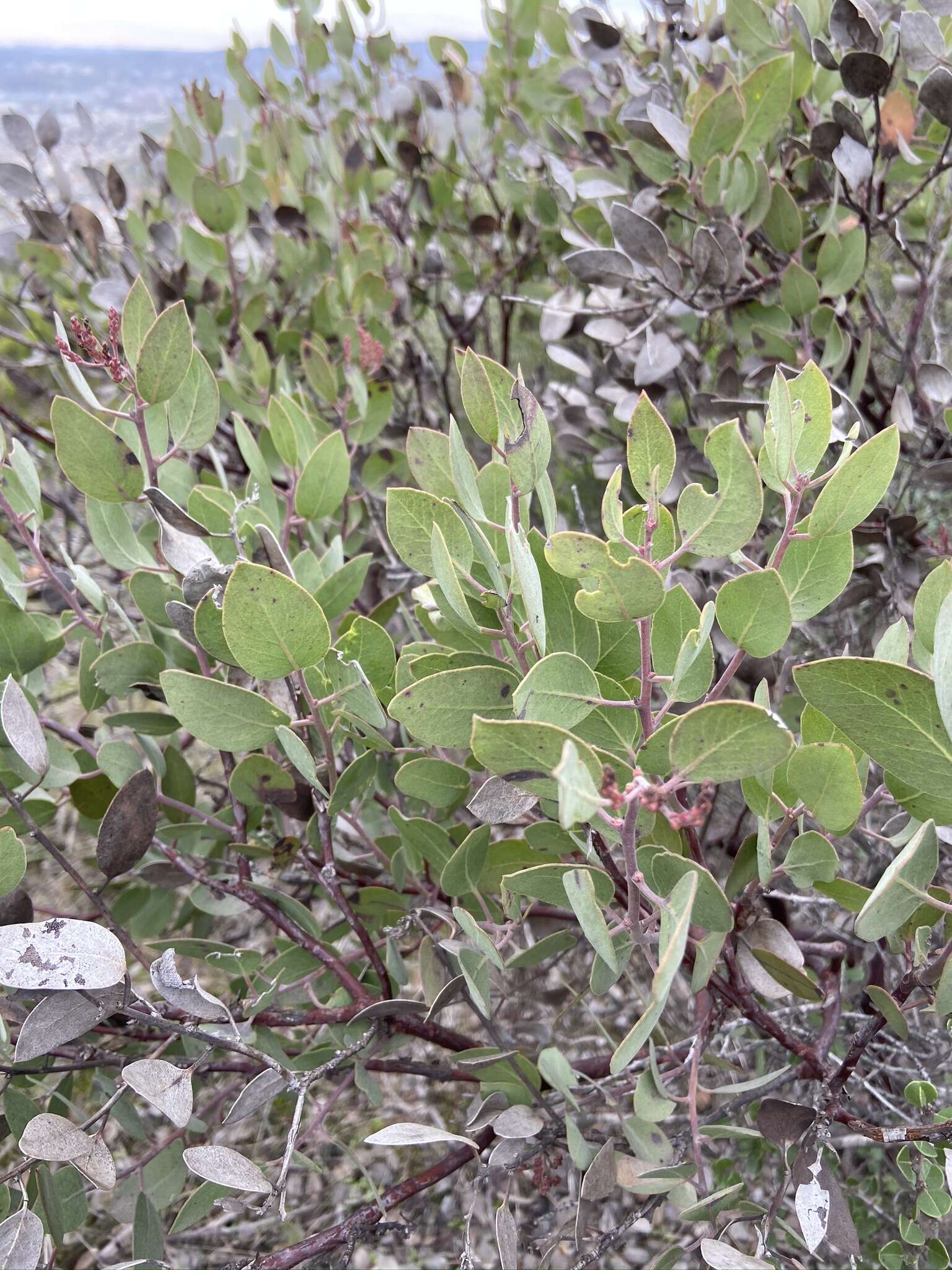 Plancia ëd Arctostaphylos moranii P. V. Wells