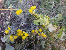 Plancia ëd Galatella villosa (L.) Rchb. fil.