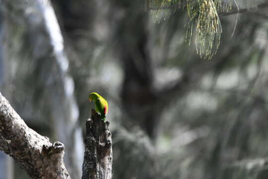 Image of Vernal Hanging Parrot