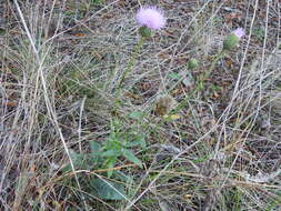 Image of Texas thistle