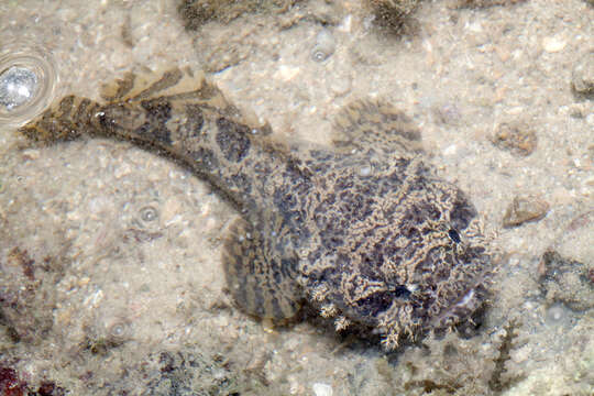 Image of Broadbent&#39;s frogfish