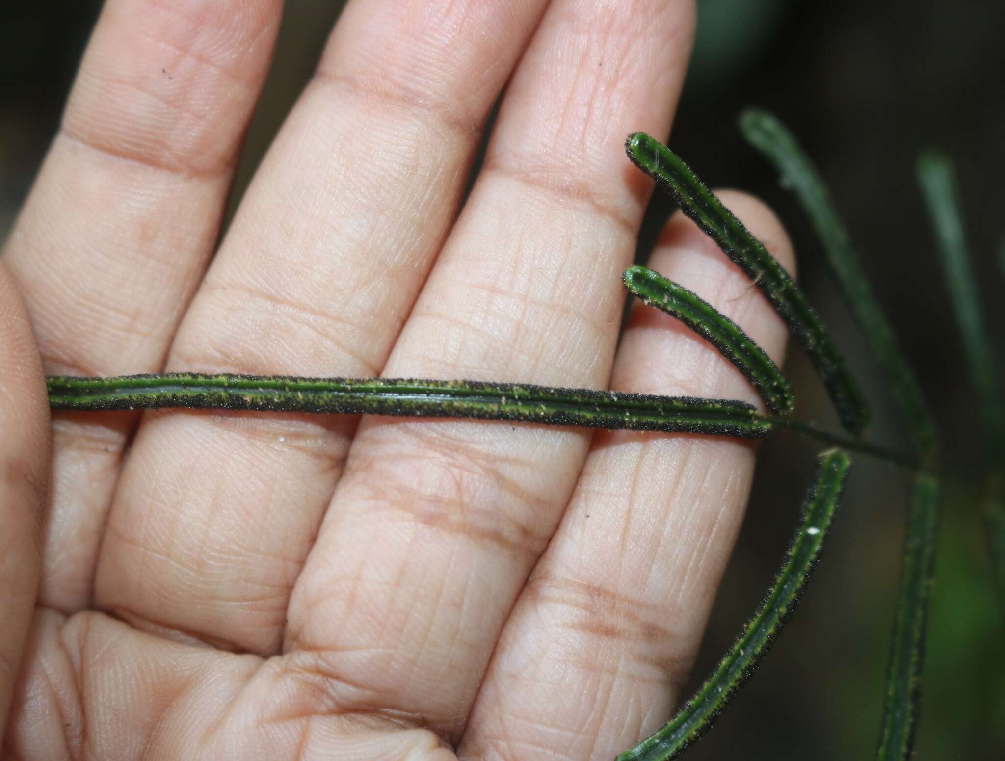 Image of Bolbitis subcrenata (Hook. & Grev.) Ching