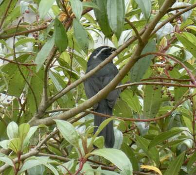 Image of Thick-billed Saltator