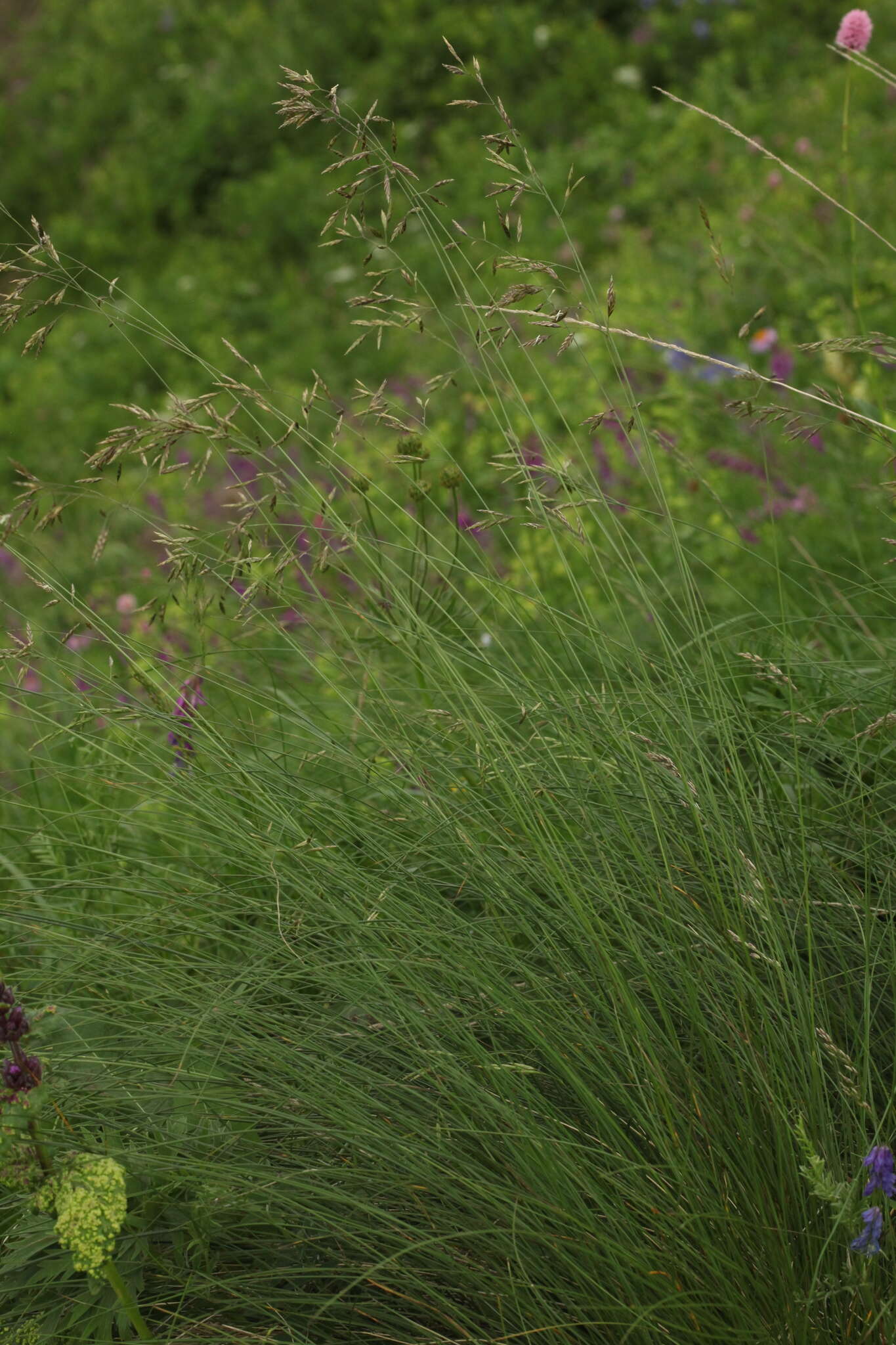 Image of Festuca varia Haenke