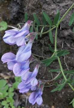 Image de Vicia andicola Kunth