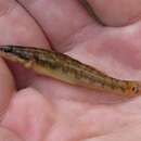 Слика од Etheostoma spilotum Gilbert 1887