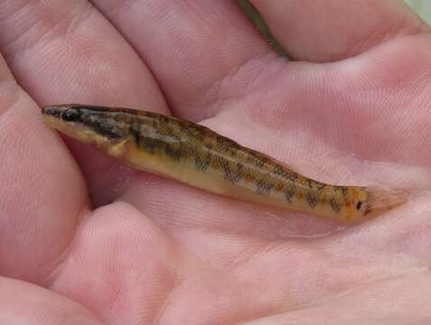 Plancia ëd Etheostoma spilotum Gilbert 1887