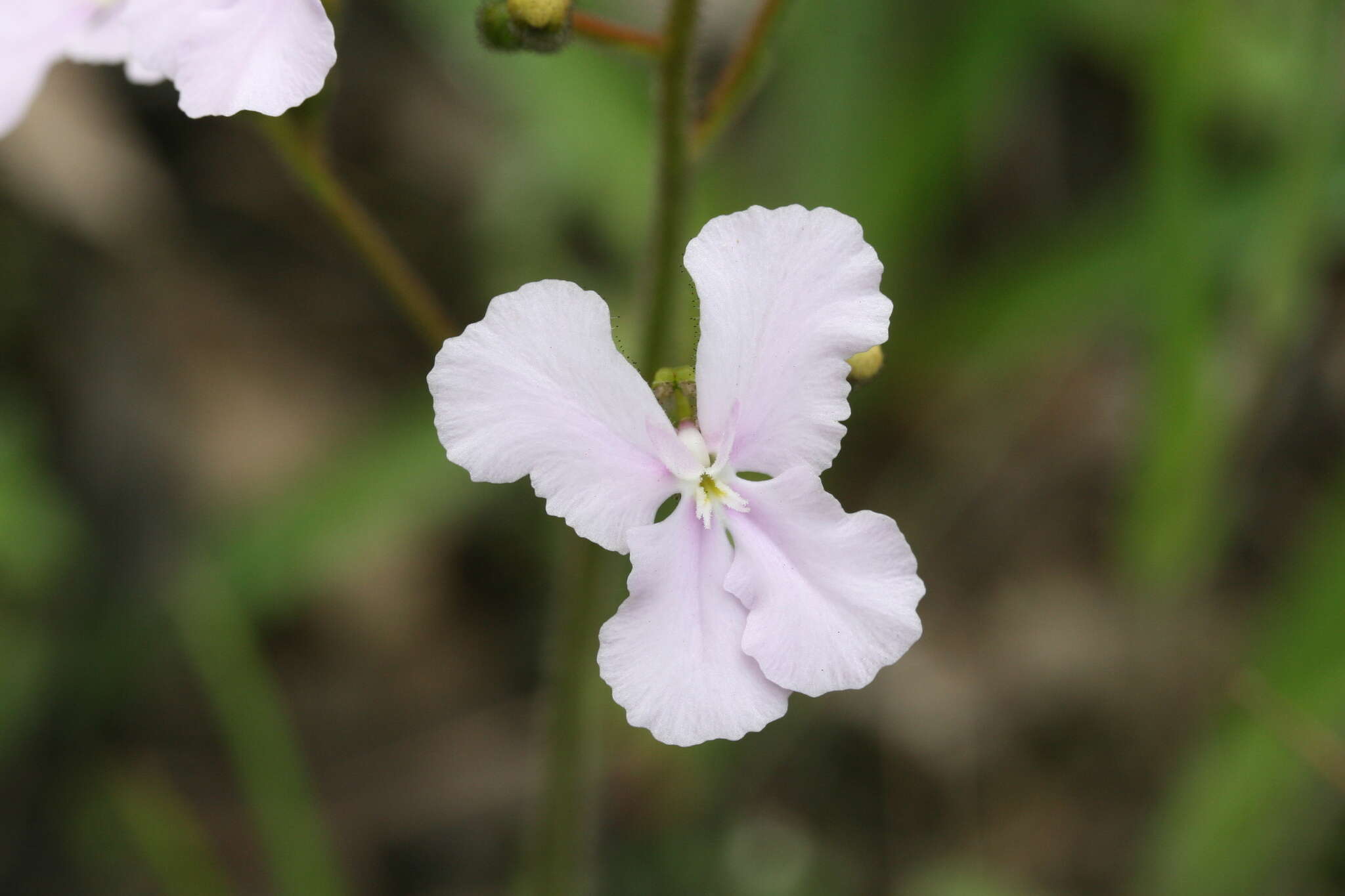 Image de Stylidium affine Sonder