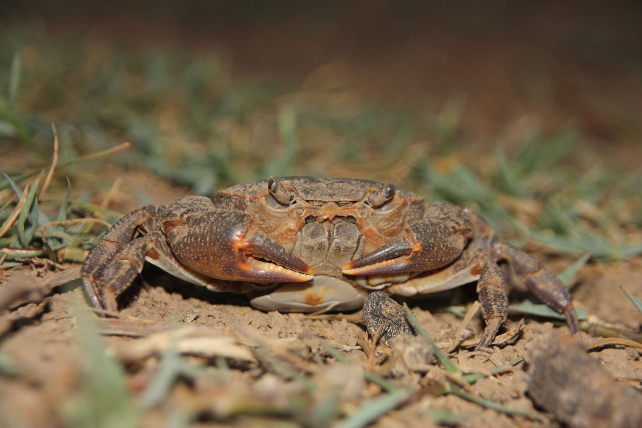 Potamon algeriense Bott 1967 resmi