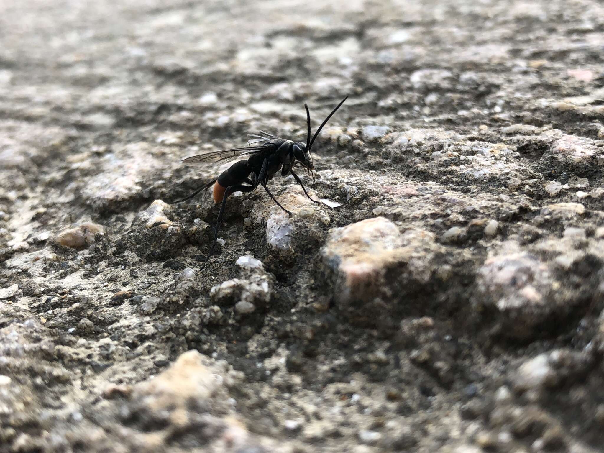 Image of Spider wasp