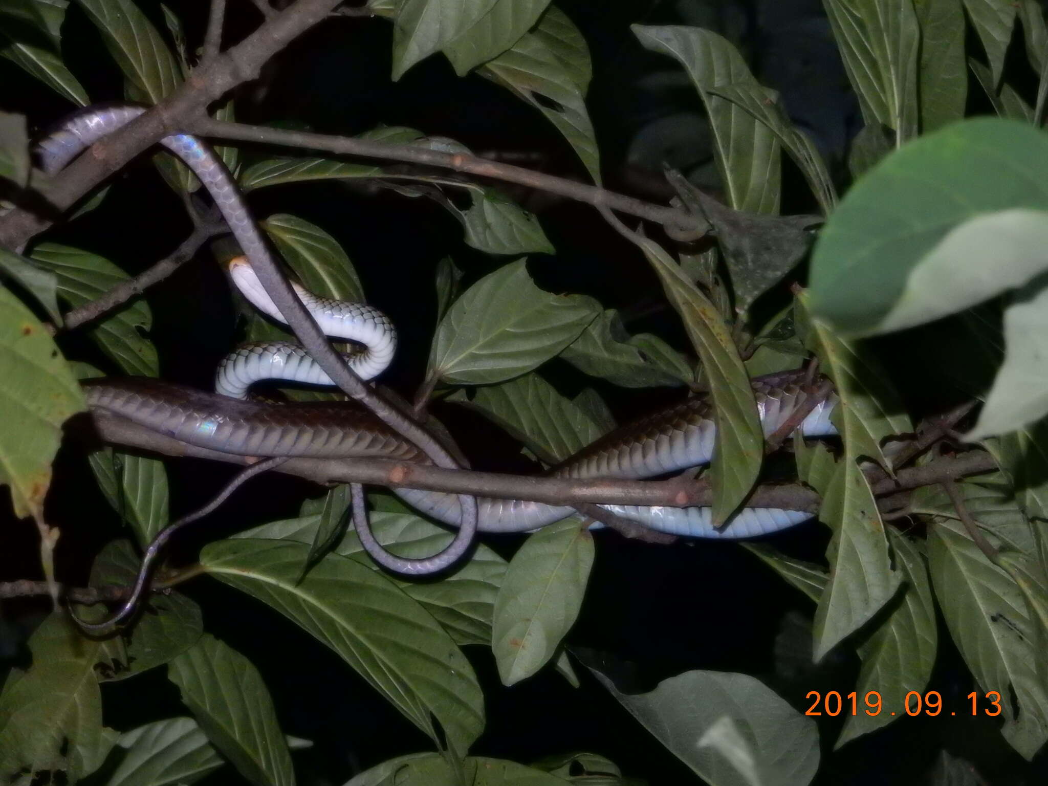 Image of Cantor's rat snake