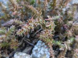 Image of Crassula colligata subsp. lamprosperma Toelken