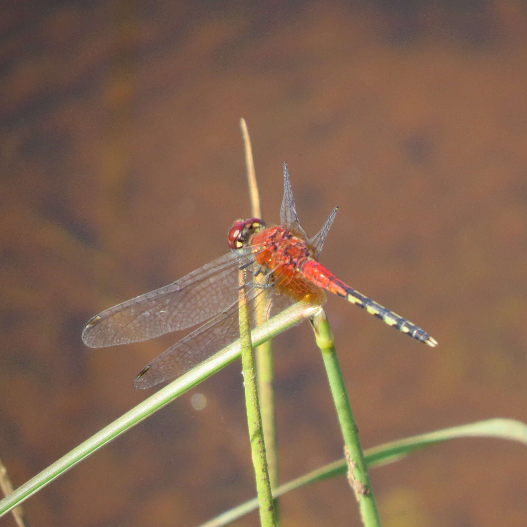 Image of Barbet Percher