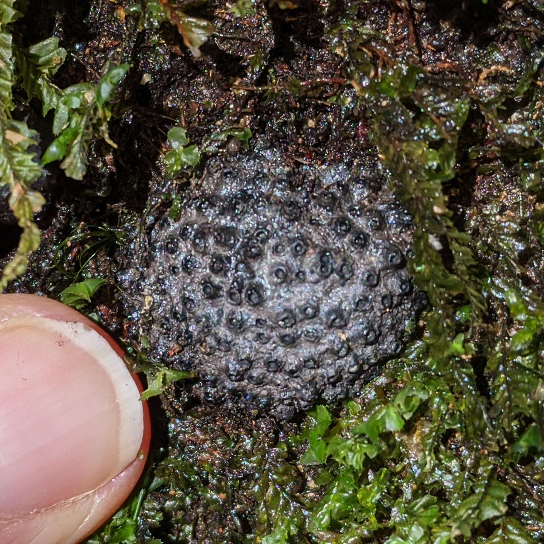 Annulohypoxylon hians (Berk. & Cooke) Y. M. Ju, J. D. Rogers & H. M. Hsieh 2005 resmi