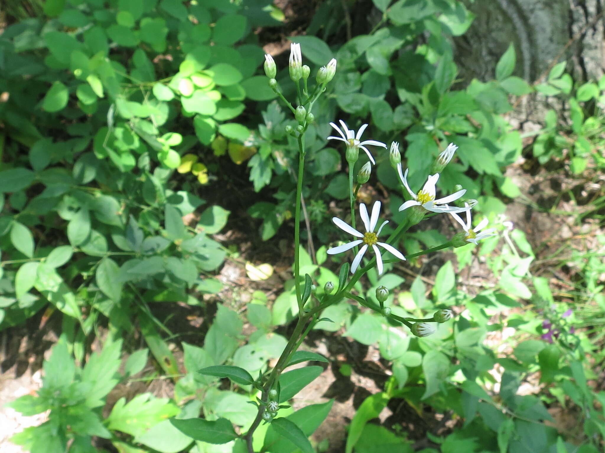 Image of Edible aster