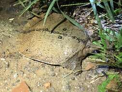 Image of Malayan Soft-shelled Turtle