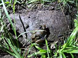 Image of Asian Brackish Frog