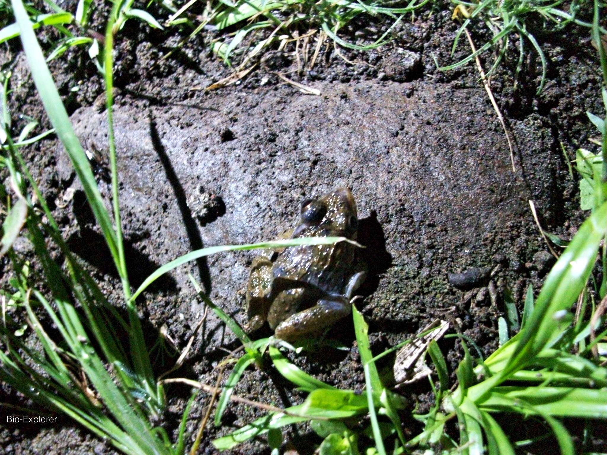 Image of Asian Brackish Frog