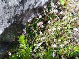 صورة Lobelia filicaulis (C. Presl) Schönland