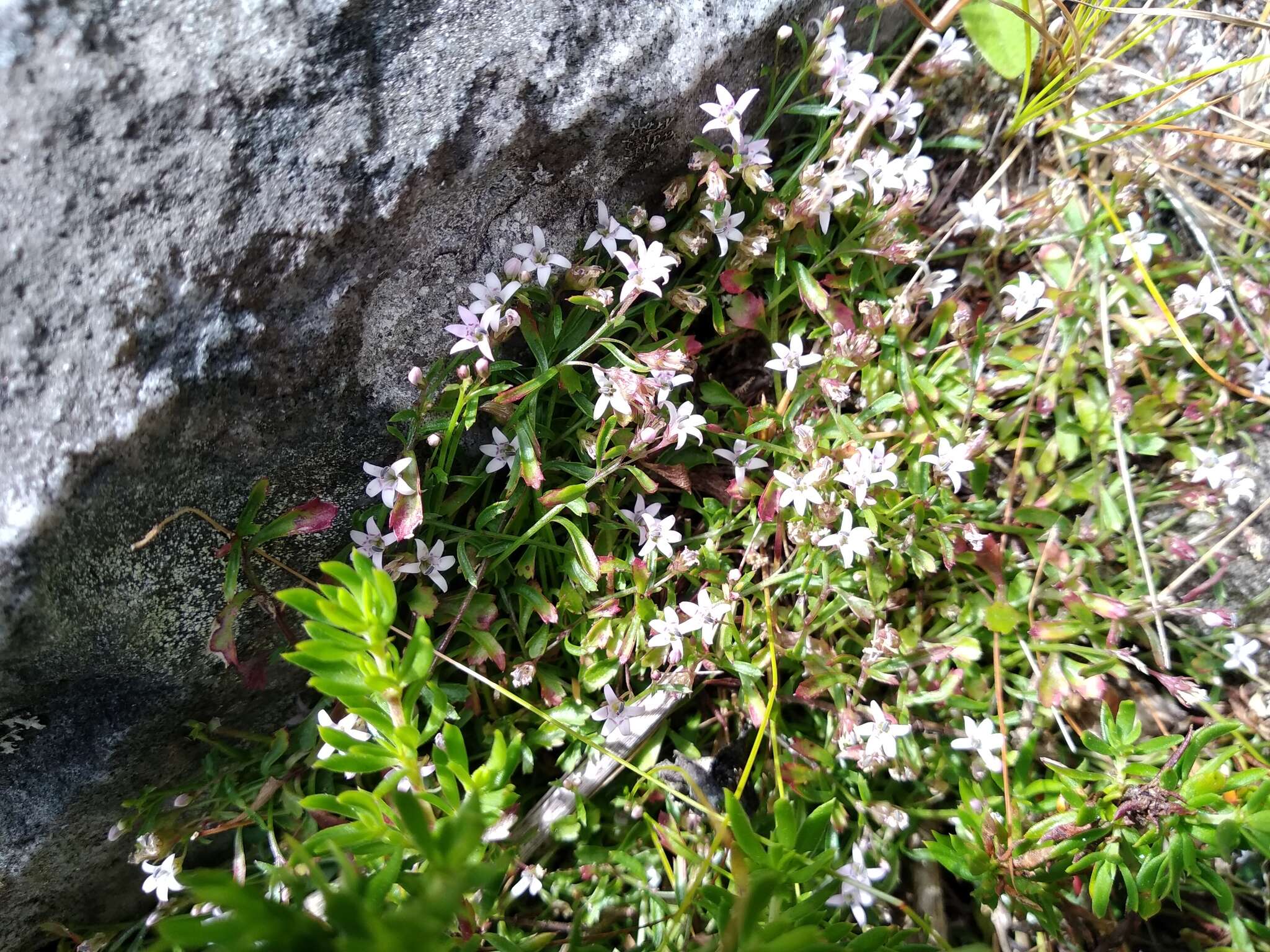 صورة Lobelia filicaulis (C. Presl) Schönland