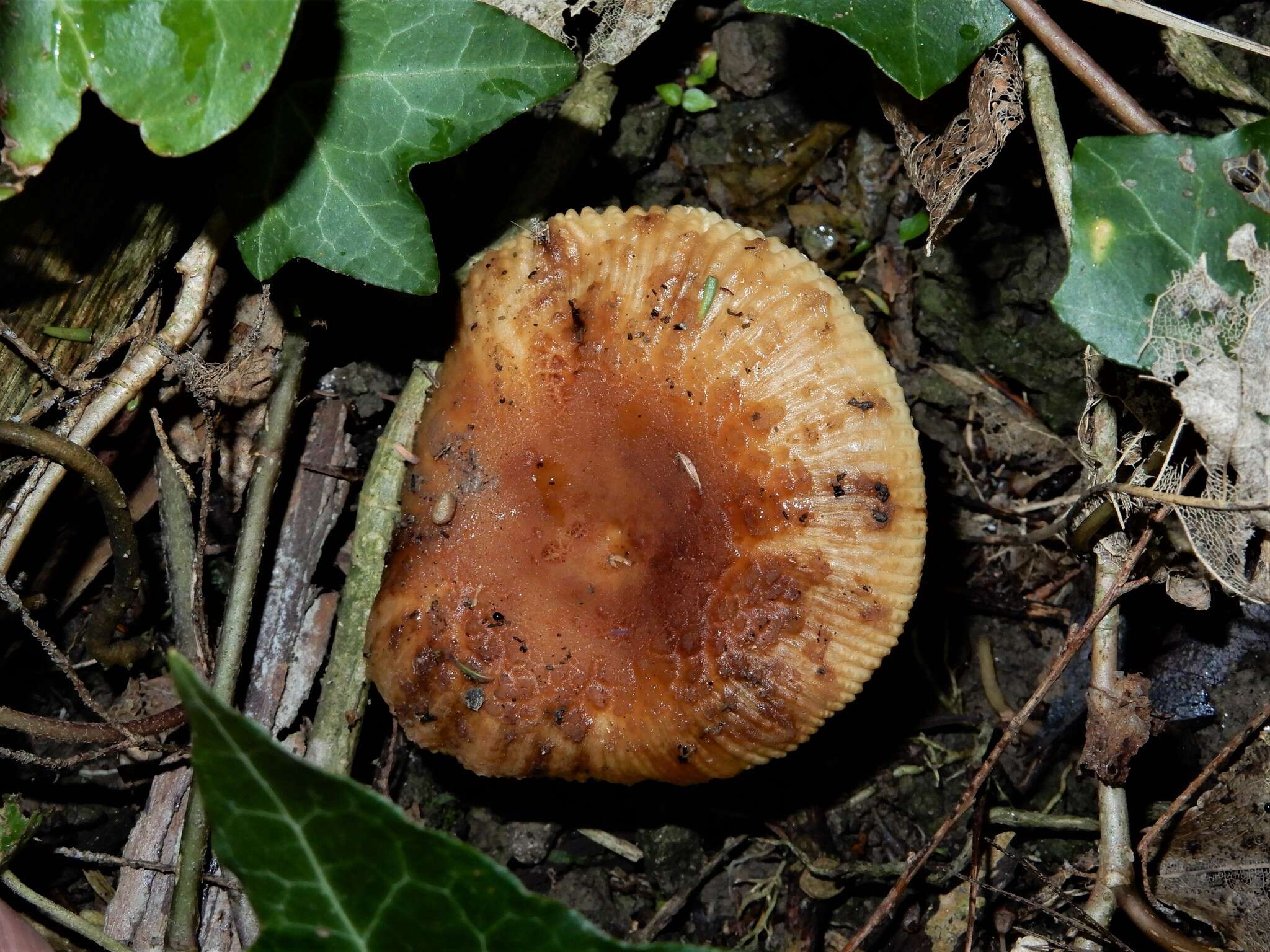 Image of Russula novae-zelandiae McNabb 1973