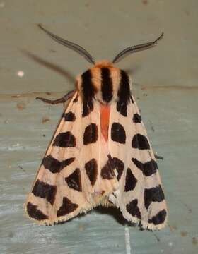 Image of Grammia geneura Strecker 1878