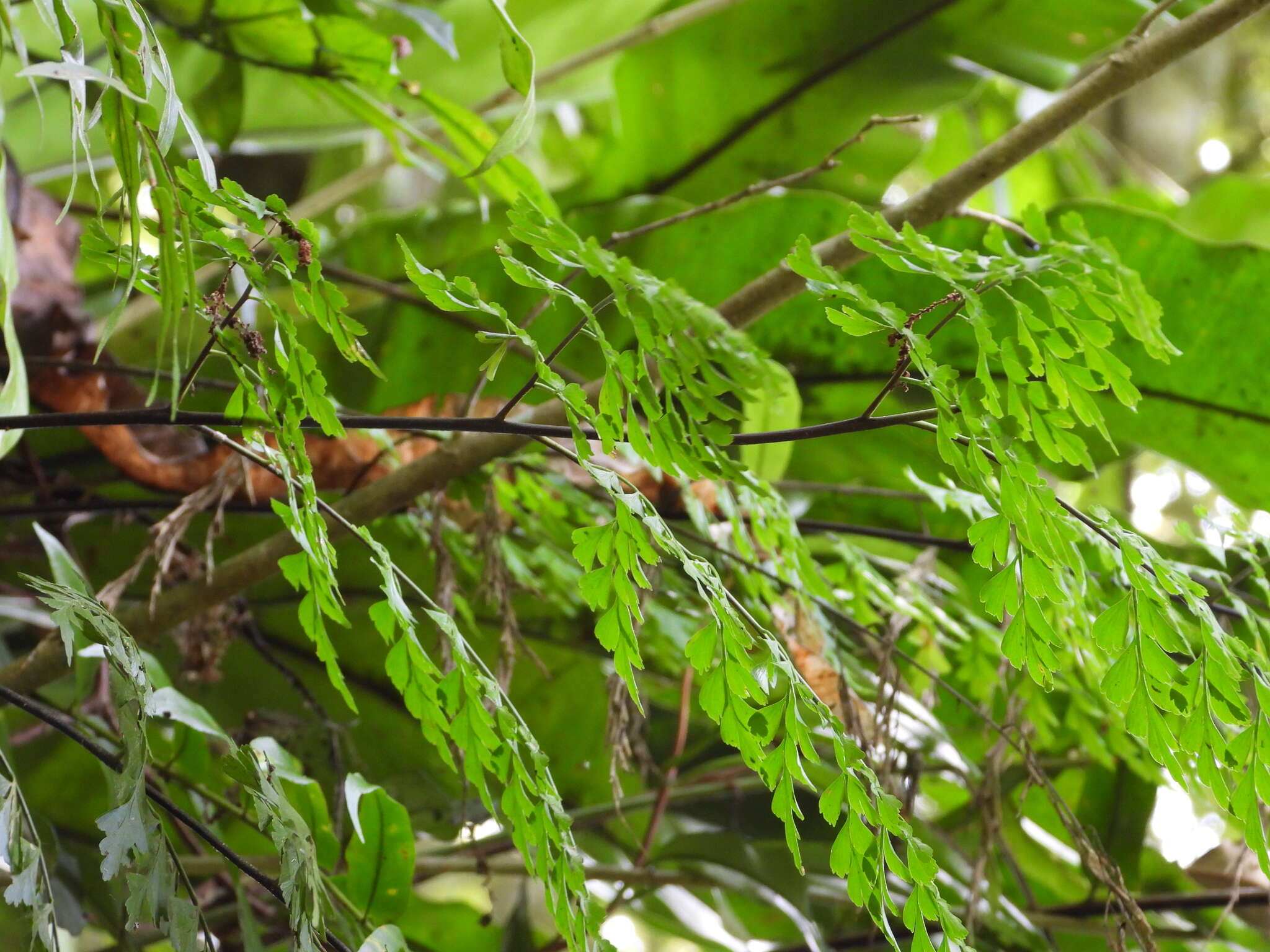 Asplenium neolaserpitifolium Tard. & Ching resmi