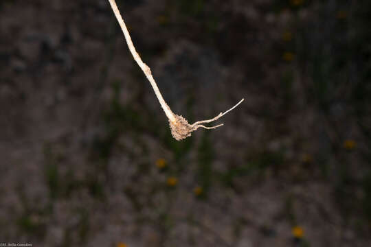 Image of spiderleaf