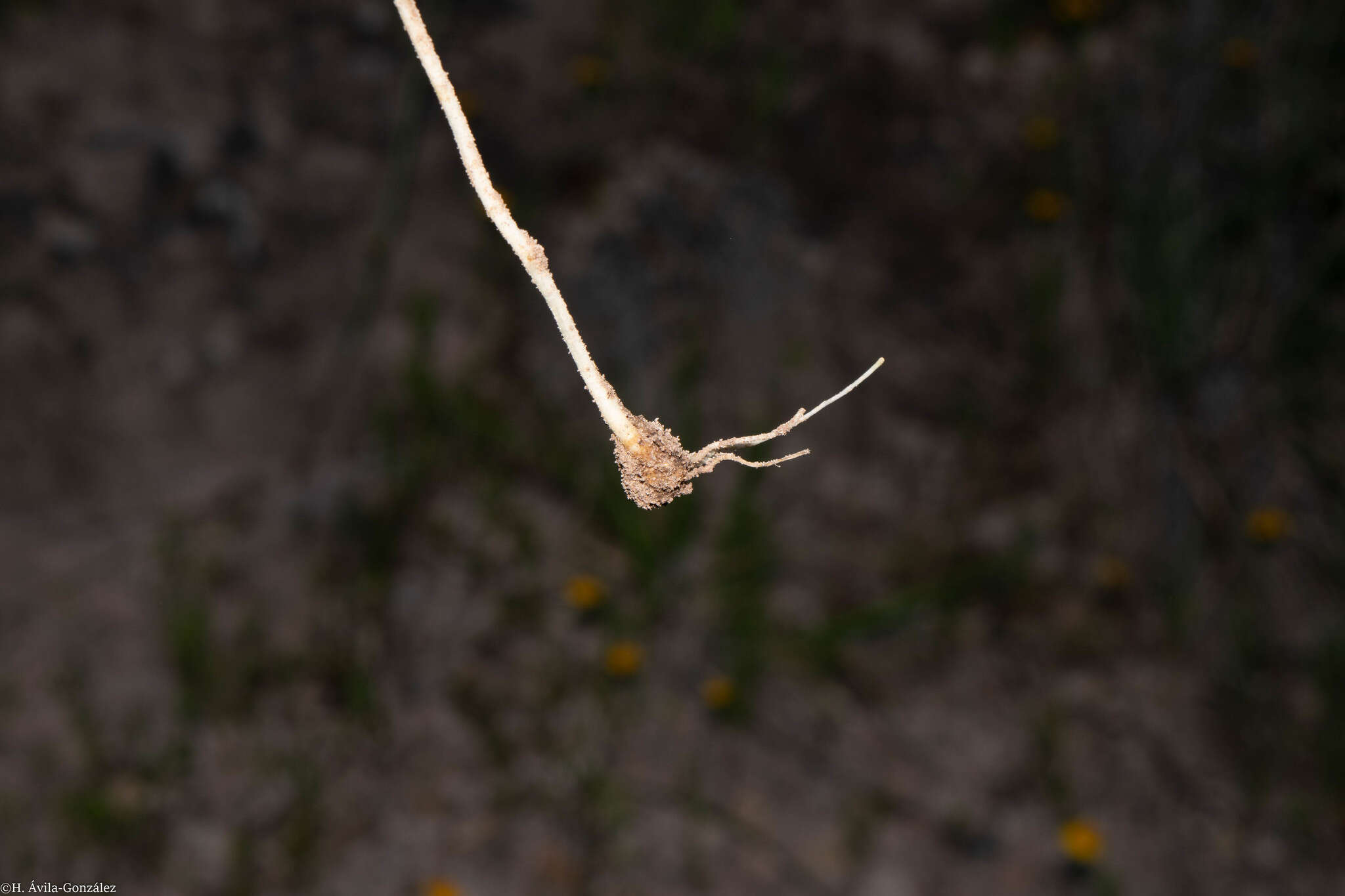 Image of spiderleaf