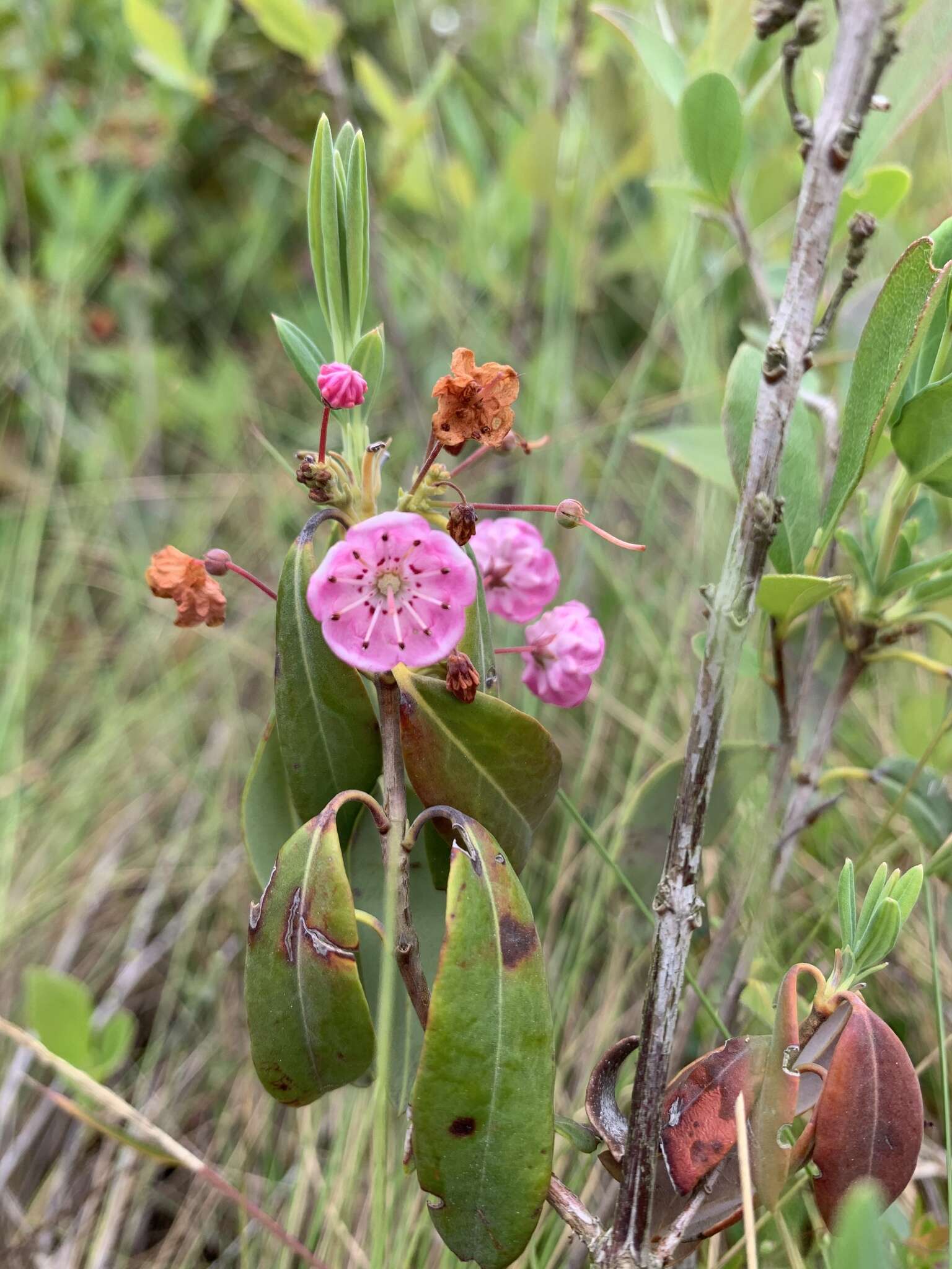 Kalmia angustifolia subsp. carolina (Small) A. Haines的圖片