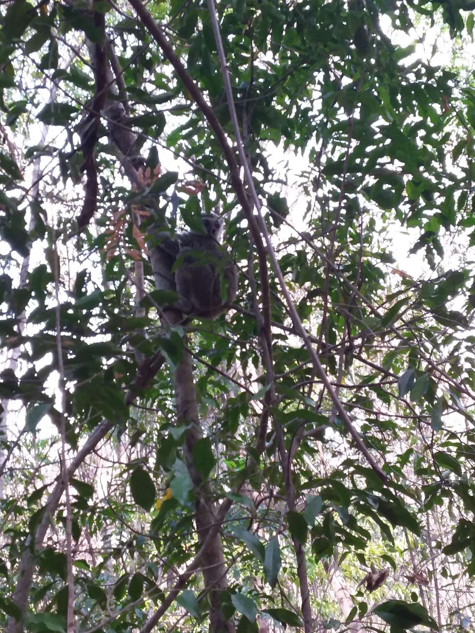 Image of Lorenz Von Liburnau’s Woolly Lemur