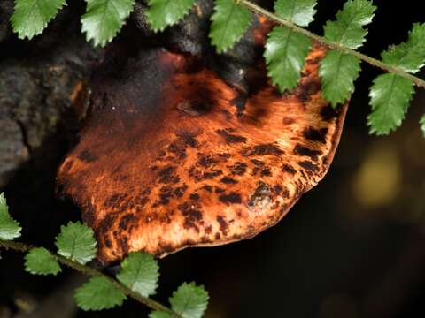 Image de Polyporus hypomelanus Berk. ex Cooke 1886