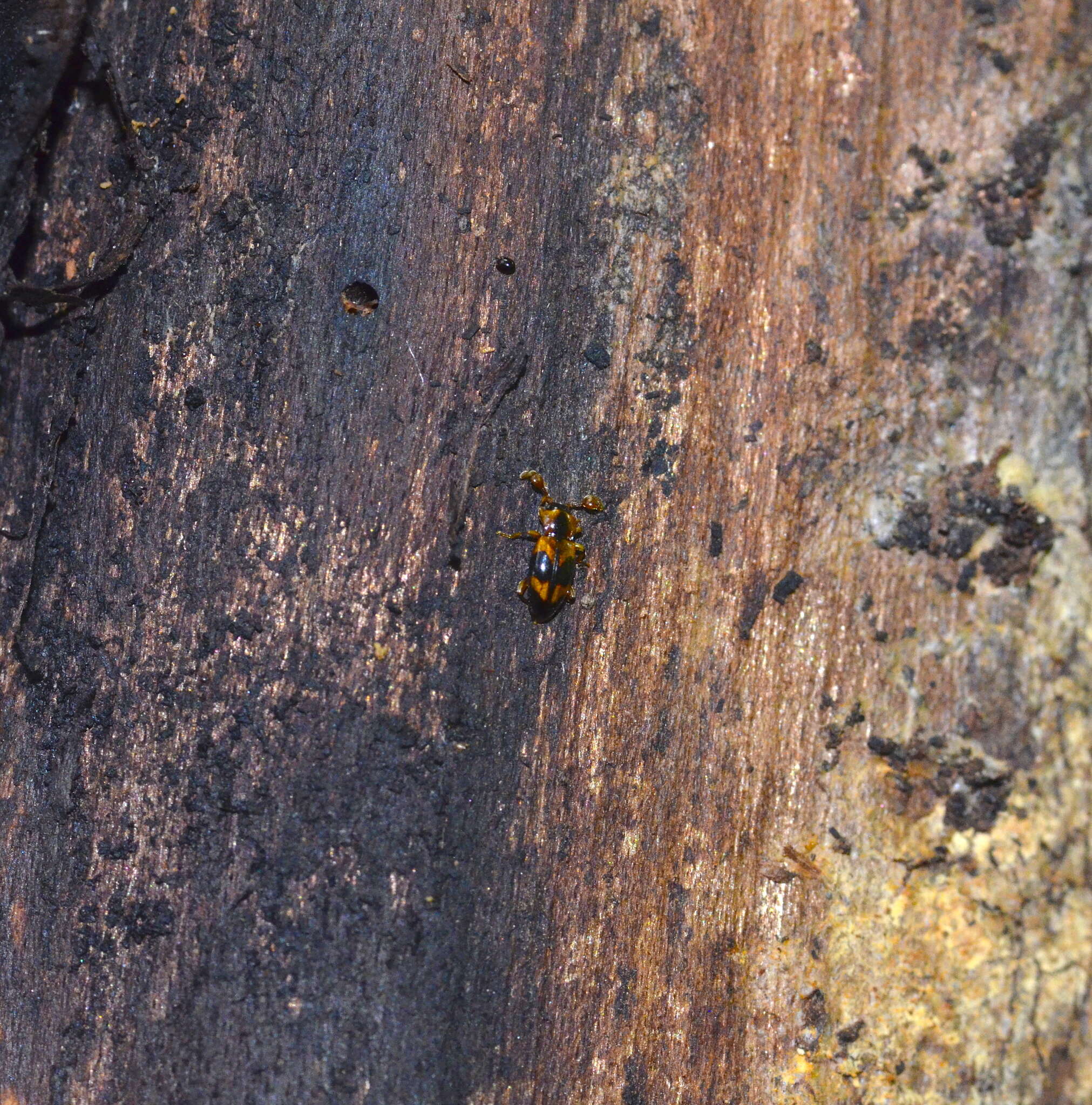 Image of Phymaphora pulchella Newman 1838