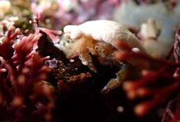 Image of Furred sponge crab