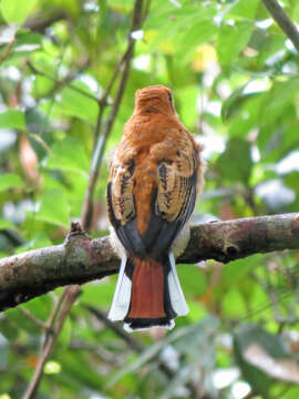 Image of Red-headed Trogon