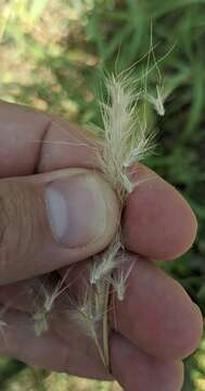 Image of hybrid beardgrass